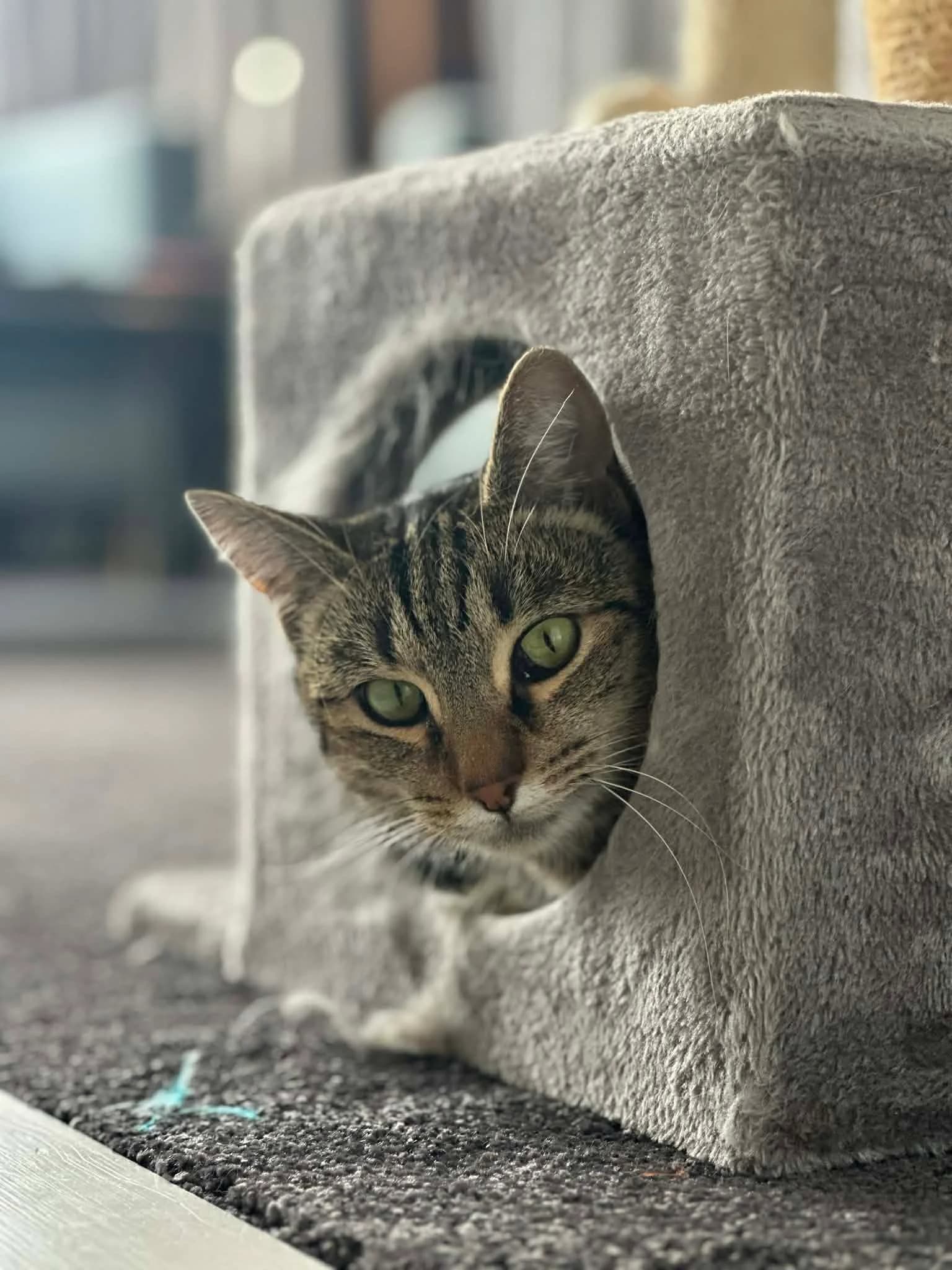 Dunedin Emergency Vet Clinic (DEVC) — Vets in Dunedin