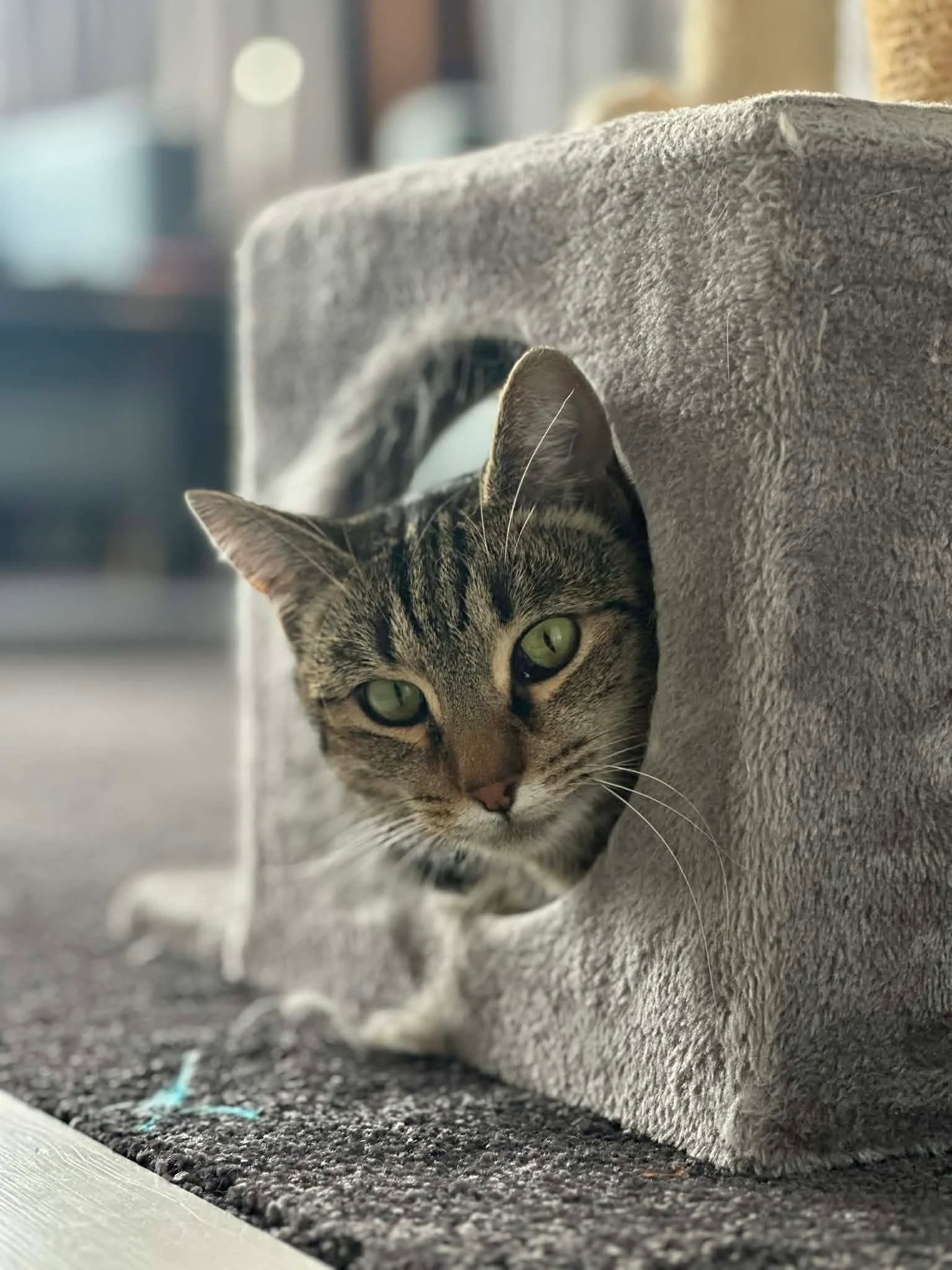 Dunedin Emergency Vet Clinic (DEVC) — Vets in Dunedin
