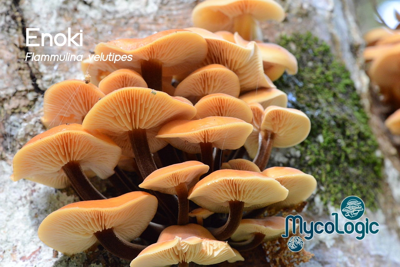 MycoLogic — Garden Centres in Dunedin