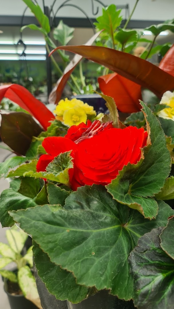 Aeroview Garden Centre — Garden Centres in Thames