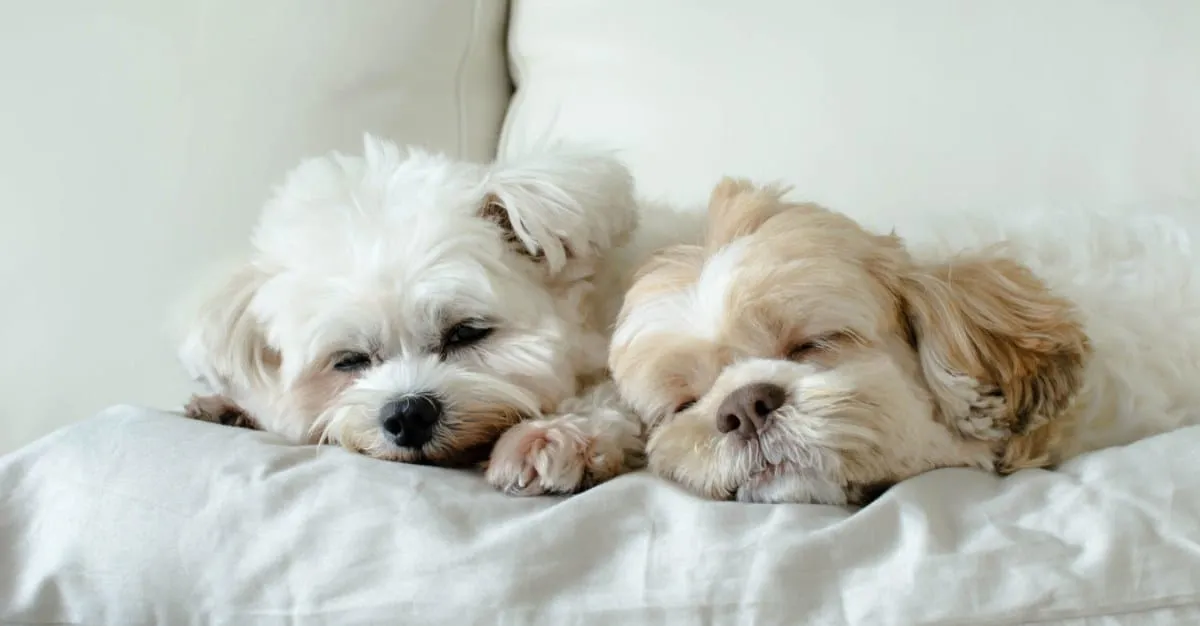 Luxe Doggy Day Spa — Dog Groomers in Rolleston