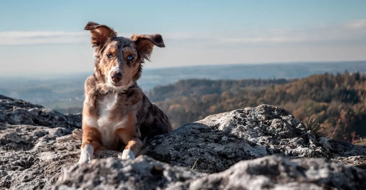 Powderpuff Dog Grooming — Dog Groomers in Dunedin