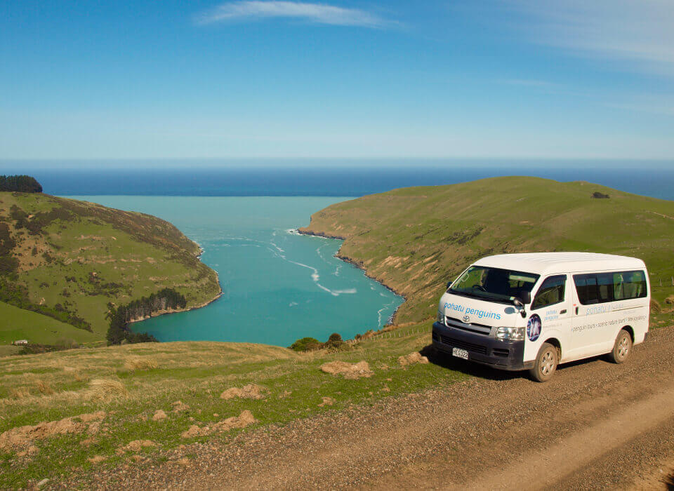 Pohatu Penguins — Travel & Tourism in Akaroa