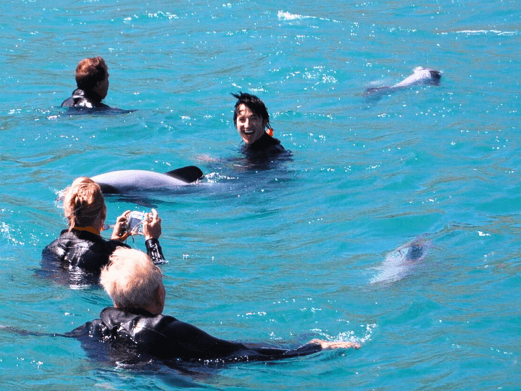 Black Cat Cruises — Travel & Tourism in Lyttelton