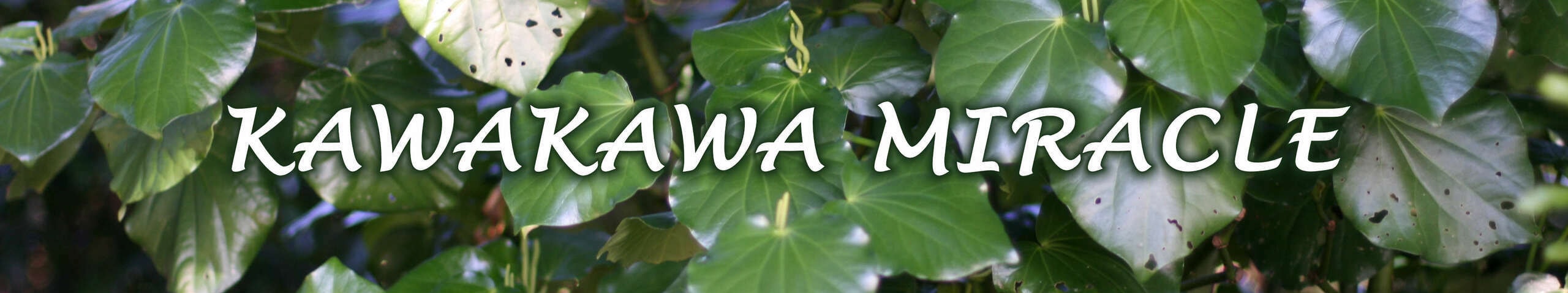 Kawakawa Miracle - Butterfly Studio — Health & Wellness in Maungatoroto