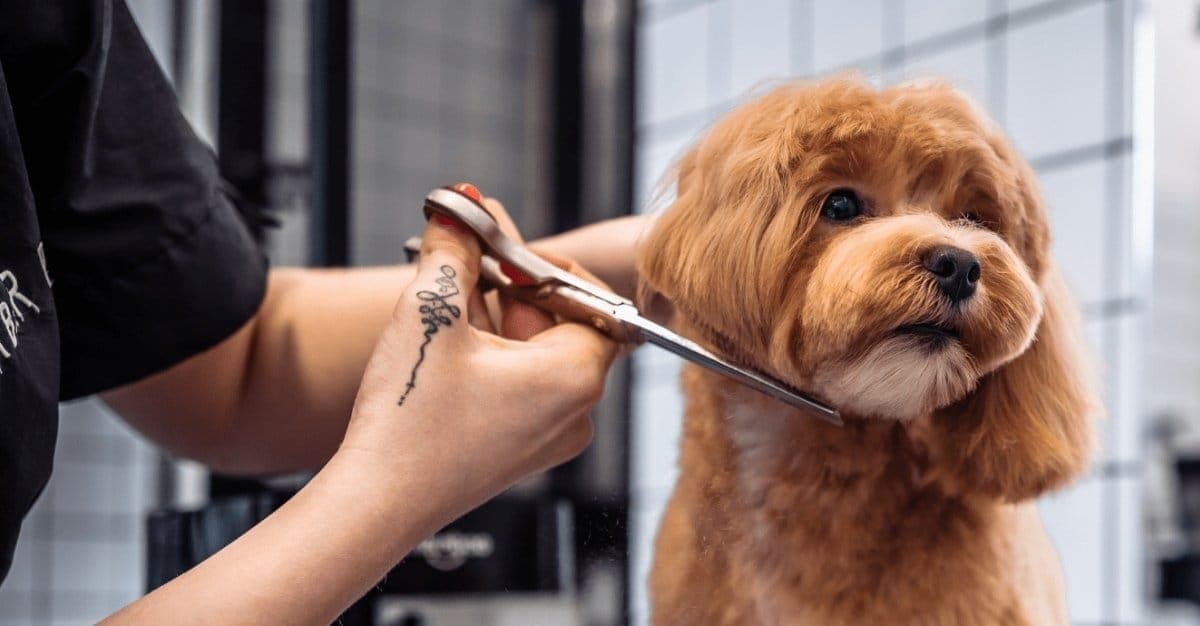 KURI – We Love Dogs