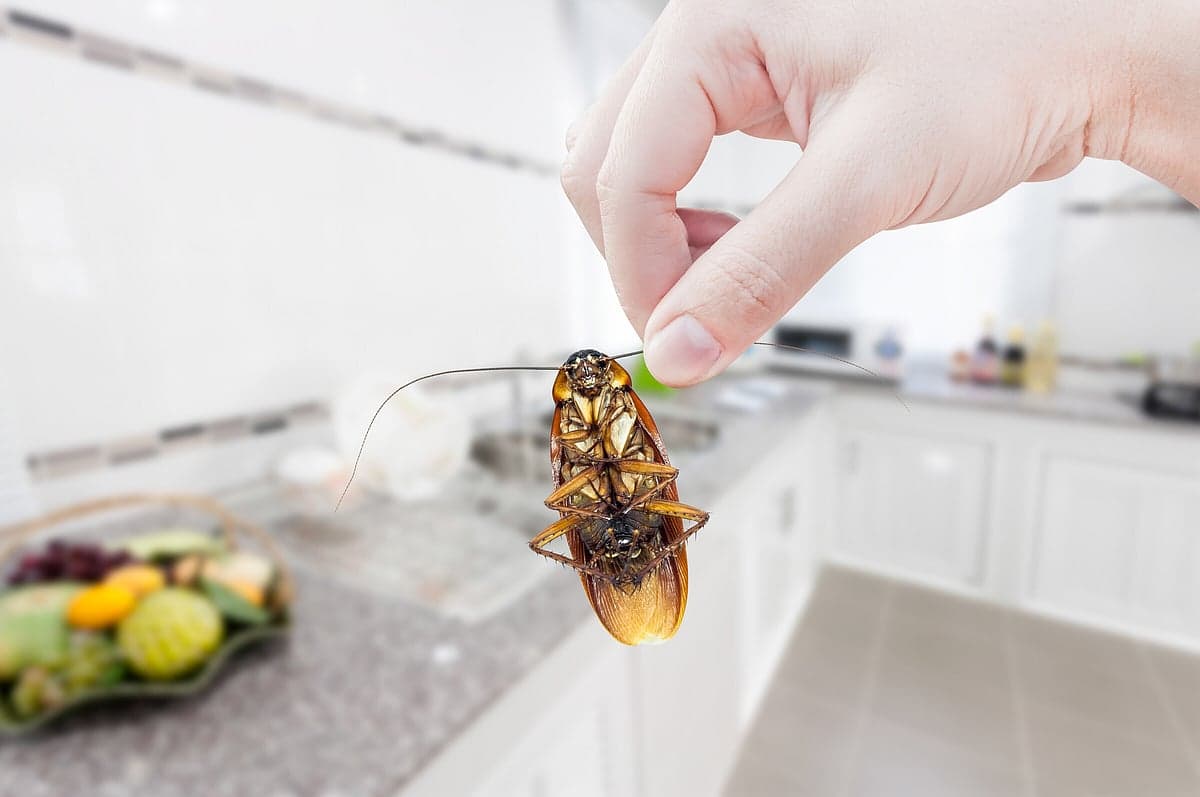 Focus Pest Solutions — Pest Control Services in Hamilton