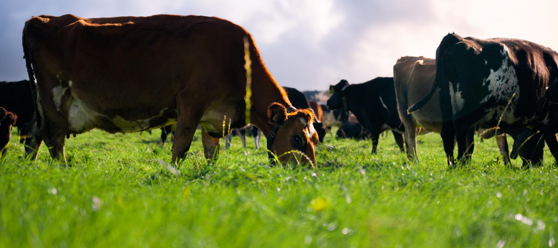 Fortuna Group — Agricultural Services in Invercargill
