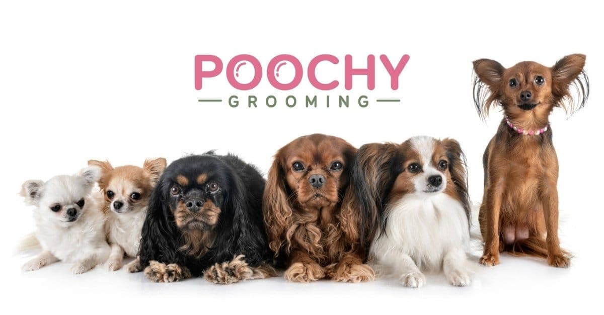 Poochy Grooming