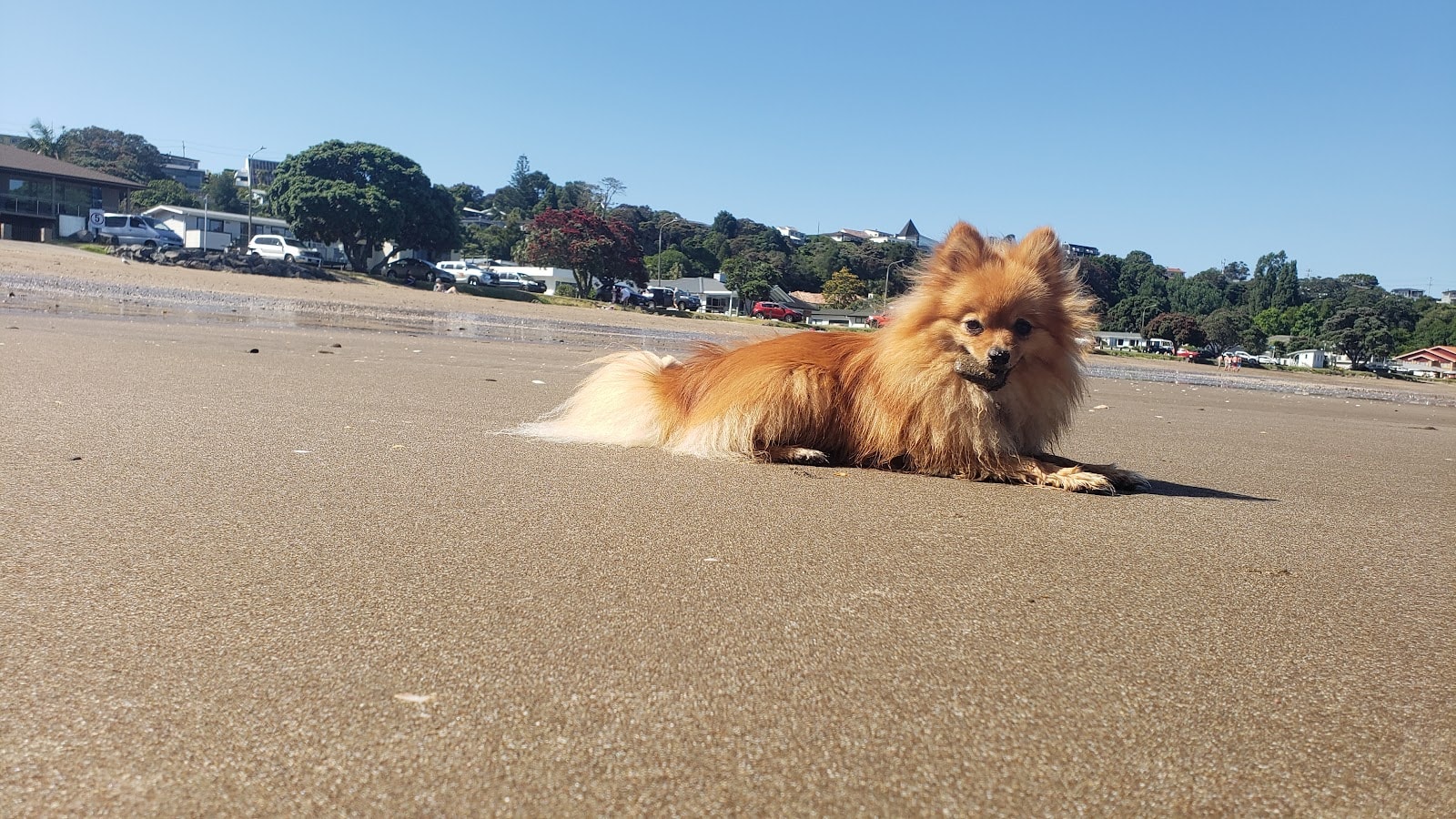 Canine Co. Dog Walking — Pet Care Services in Auckland