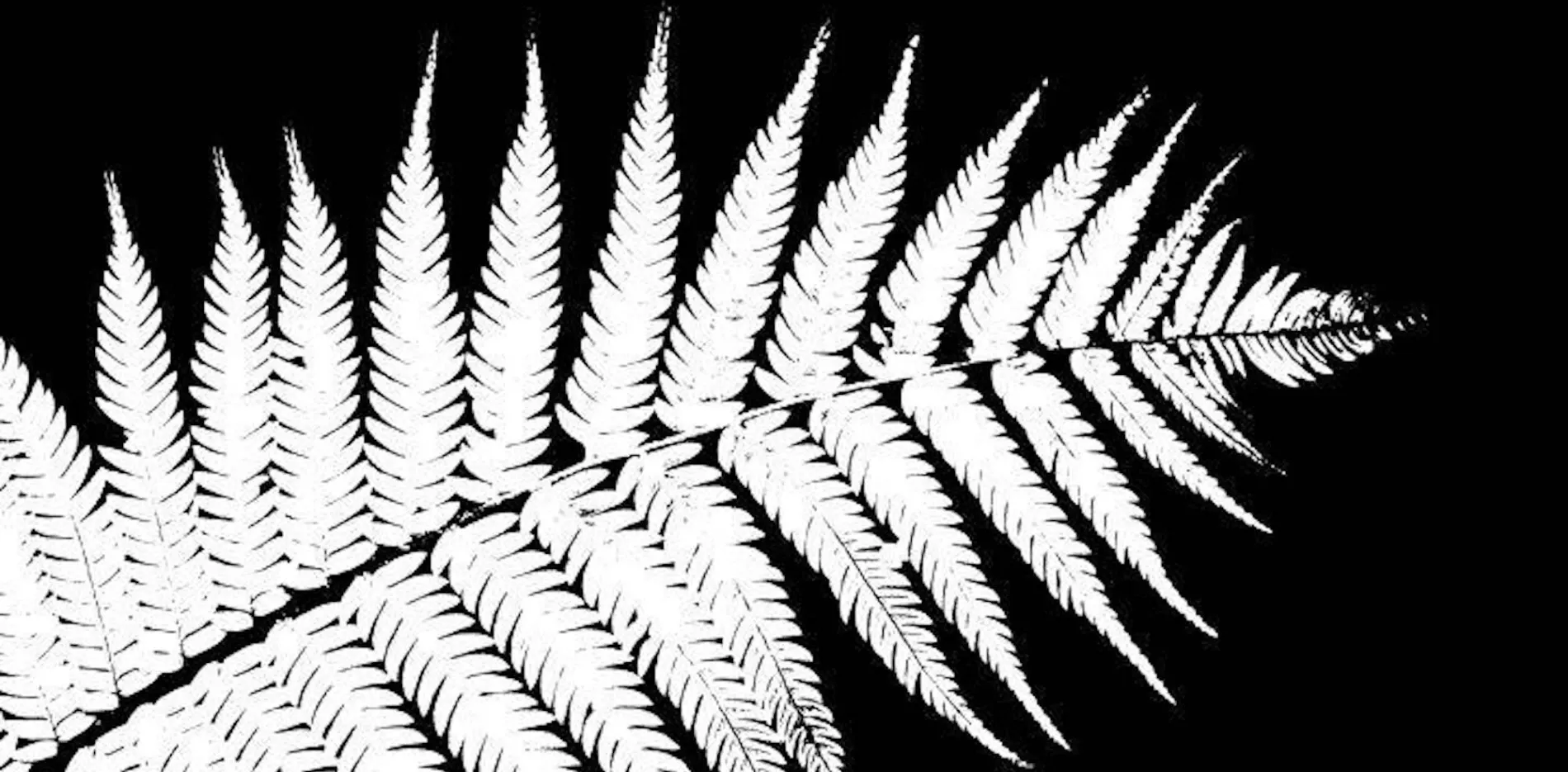 Black Singlet I.T. — Web Hosting Services in New Plymouth