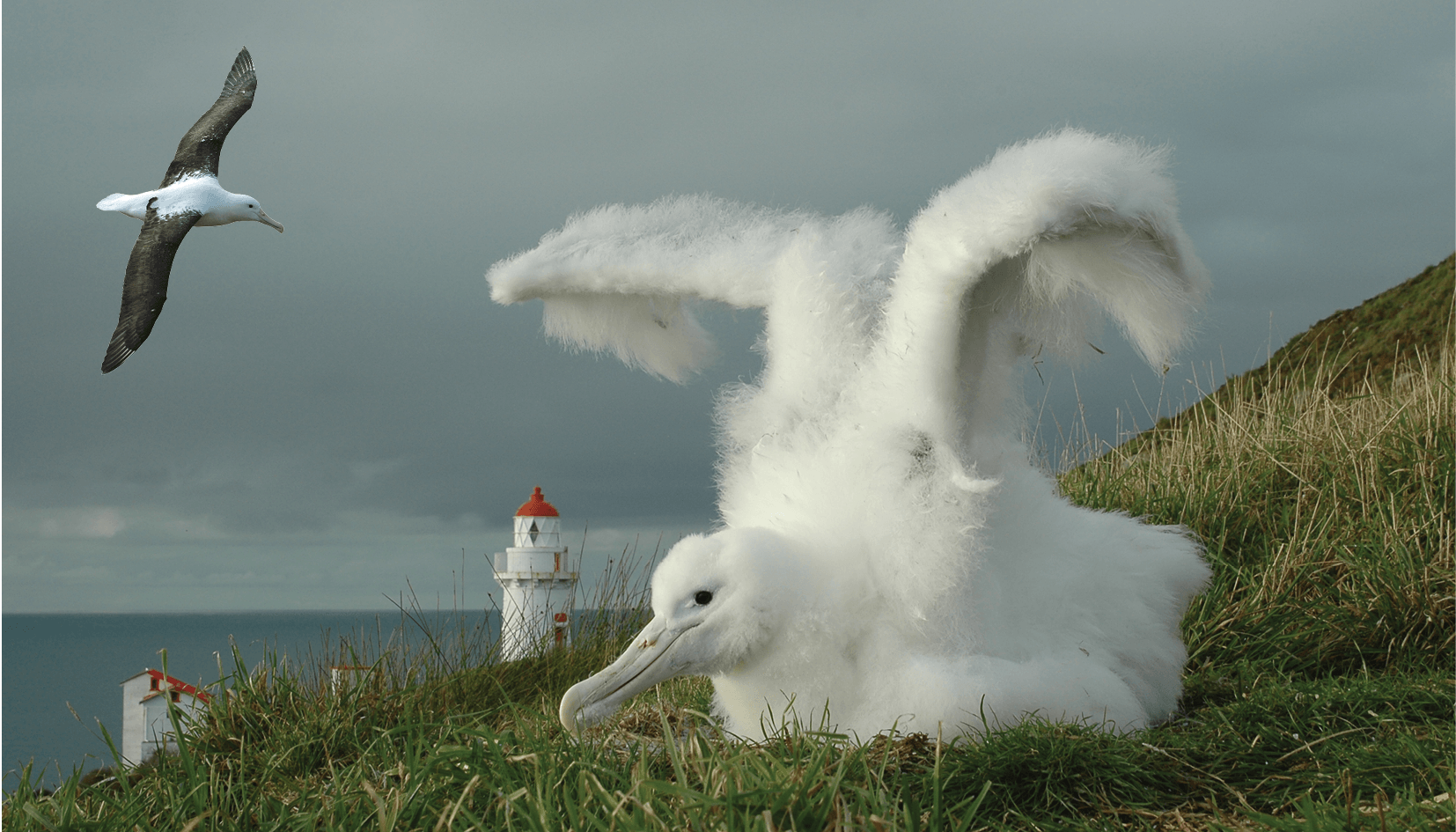 Royal Albatross Centre — Travel & Tourism in Otakou