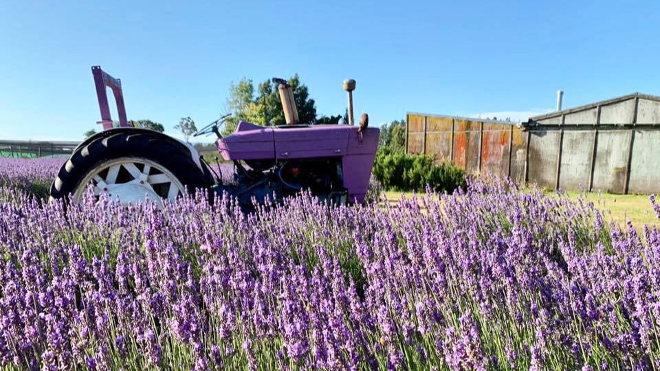 Lavender Backyard Garden — Florists in Hamilton