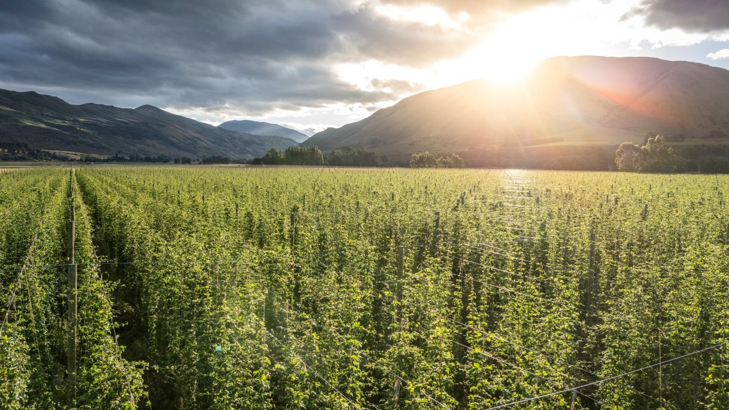 Garston Hops Limited Partnership — Agricultural Services in Garston