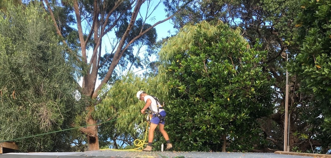 C Through Window & Gutter Cleaning Waiheke — Cleaning Services in Waiheke Island