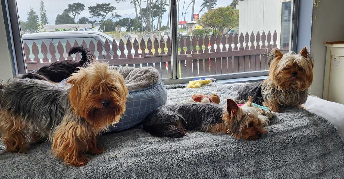 Fine Whines — Dog Groomers in Papamoa