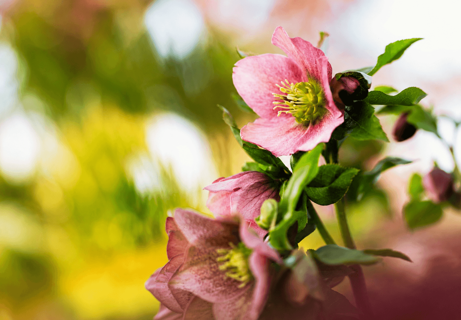 Palmers Frankton — Garden Centres in Hamilton