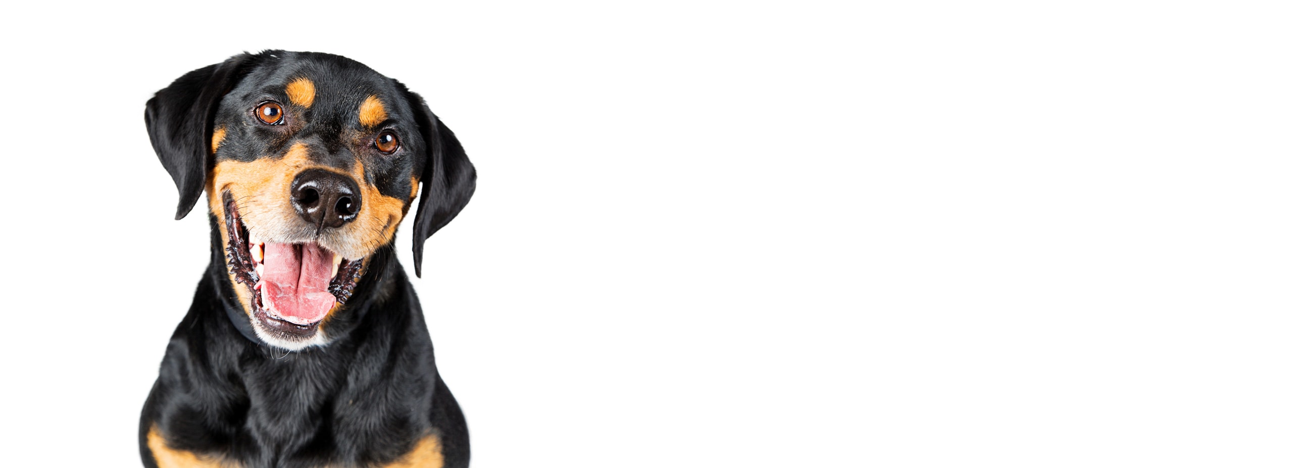 The Barking Lot — Pet Care Services in Wellington