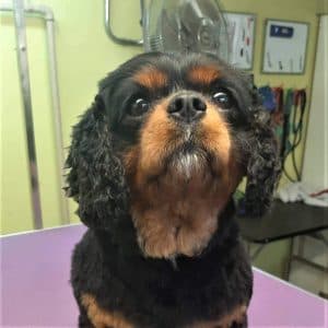 The Barking Lot — Dog Groomers in Wellington