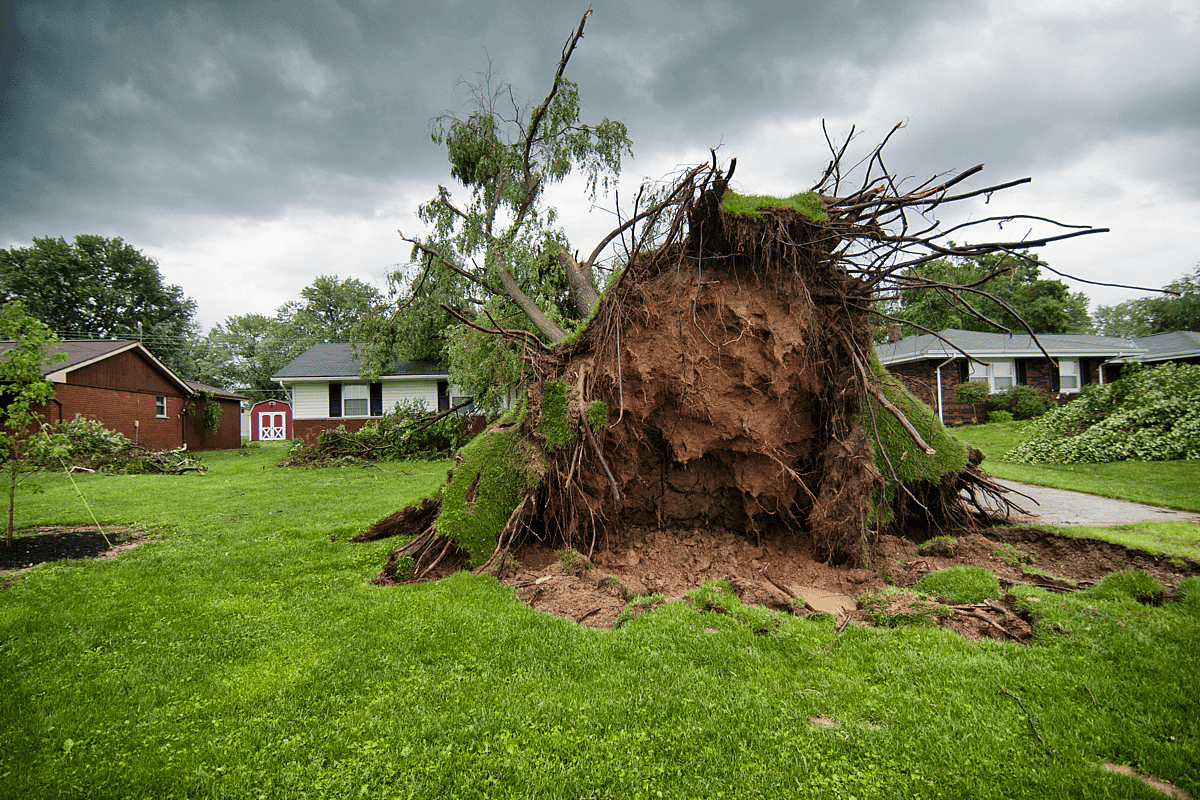 Tree FX — Arborists in Hamilton