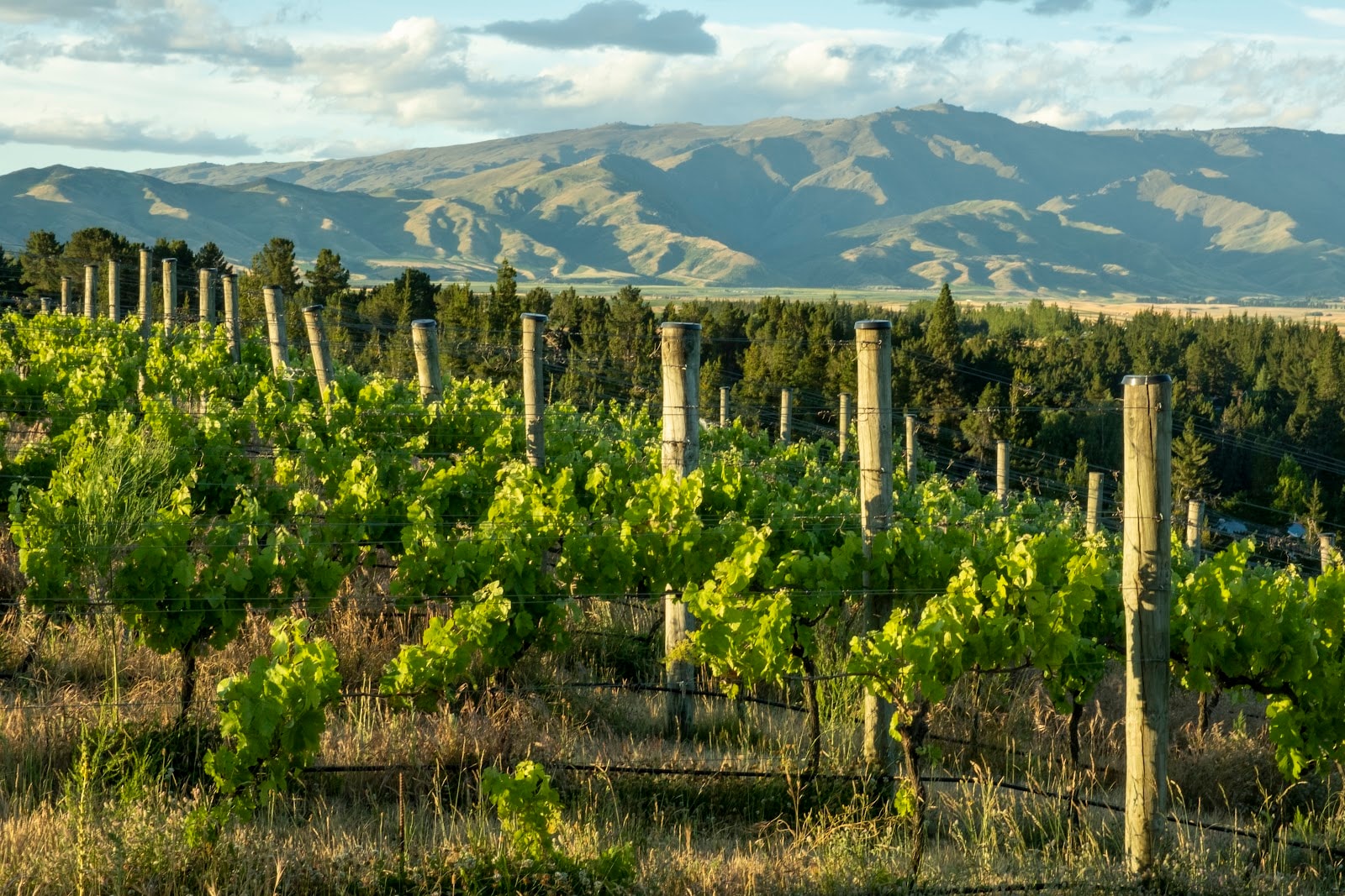 Three Miners Vineyard 2014 Ltd — Food & Beverage in Alexandra