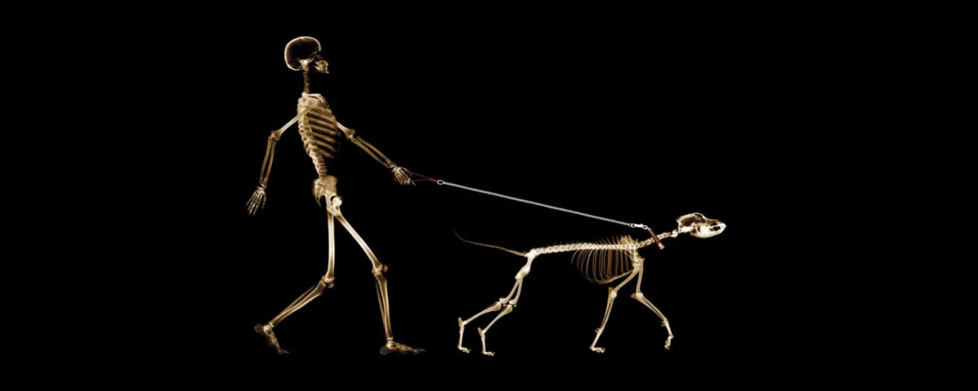 KAMA CHIRO — Chiropractors in Grey Lynn