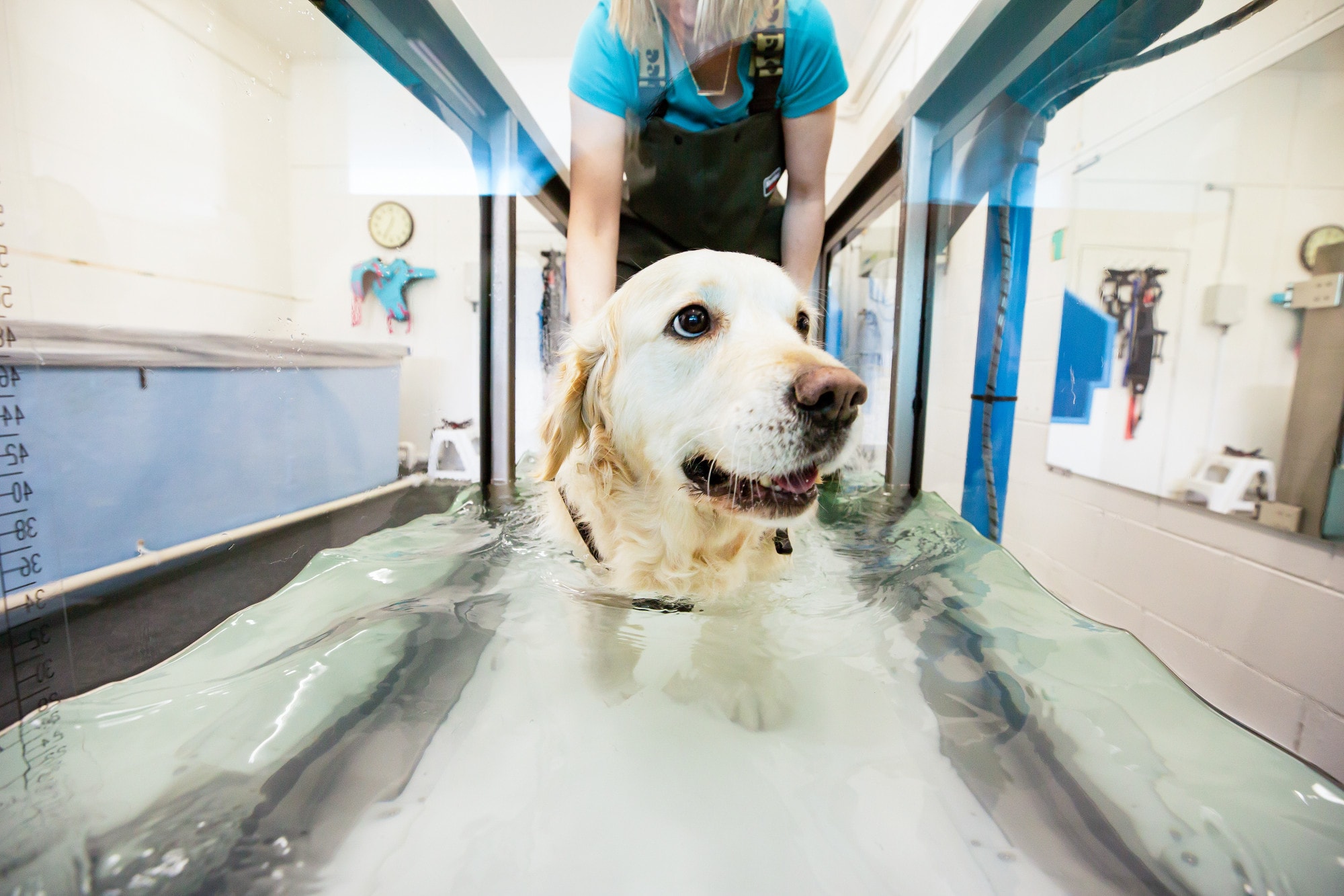 Aqua Paws Ltd — Professional Services in Dunedin