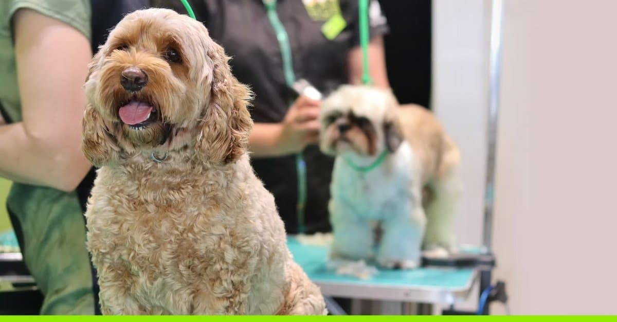 Paw Hub Pet Grooming