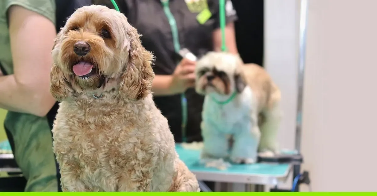 Paw Hub Pet Grooming — Dog Groomers in Auckland