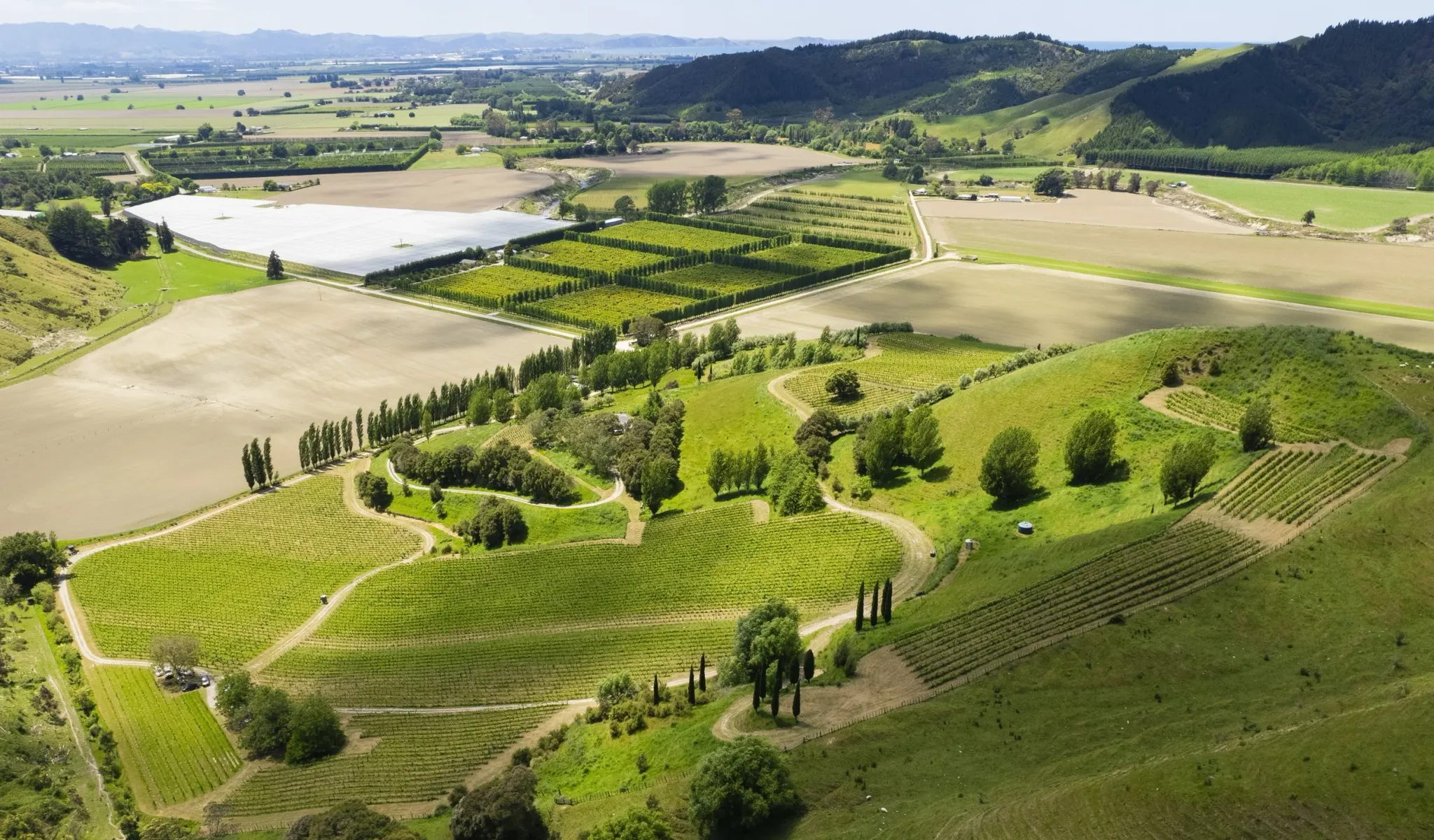 Millton Vineyards & Winery — Food & Beverage in Manutūkē