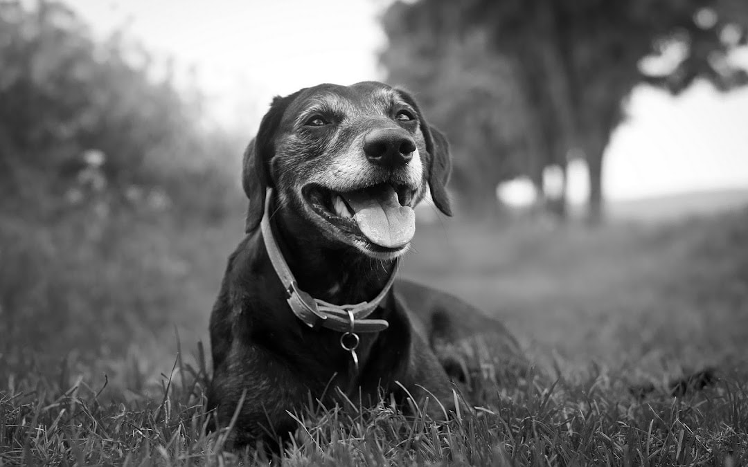 Veterinary Specialists Aotearoa — Vets in Auckland