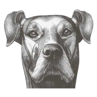 Veterinary Specialists Aotearoa