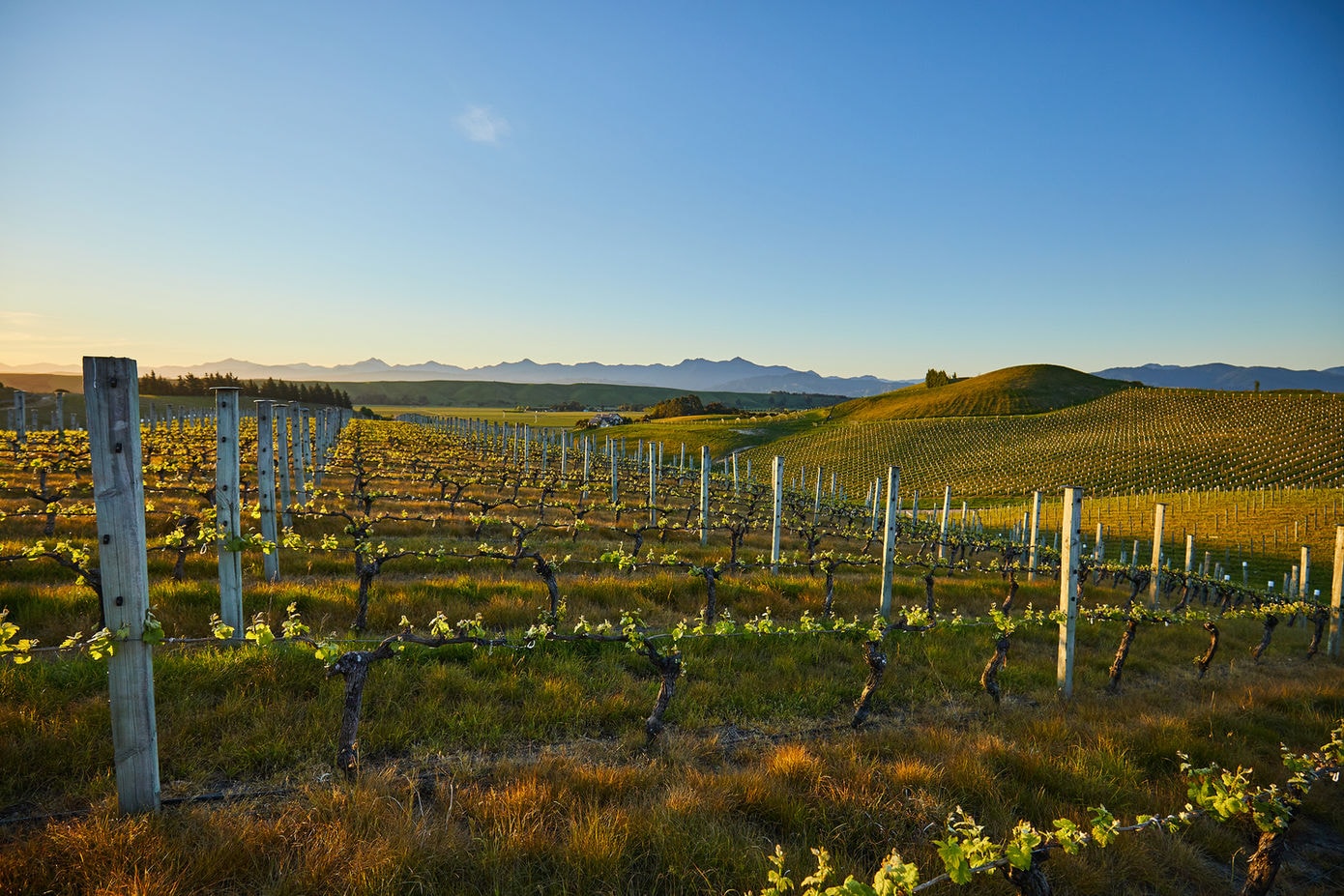 Nautilus Estate — Food & Beverage in Renwick