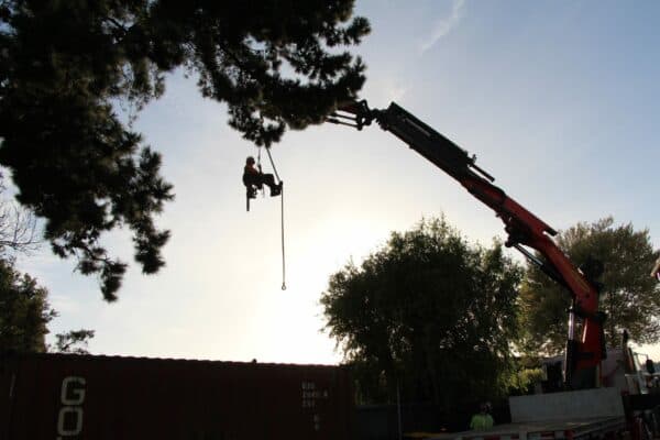 Alba Tree Services — Arborists in Christchurch