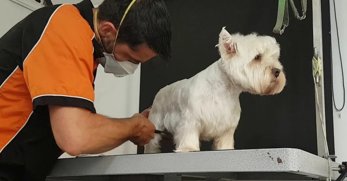 Abbot Dog Grooming — Dog Groomers in Auckland