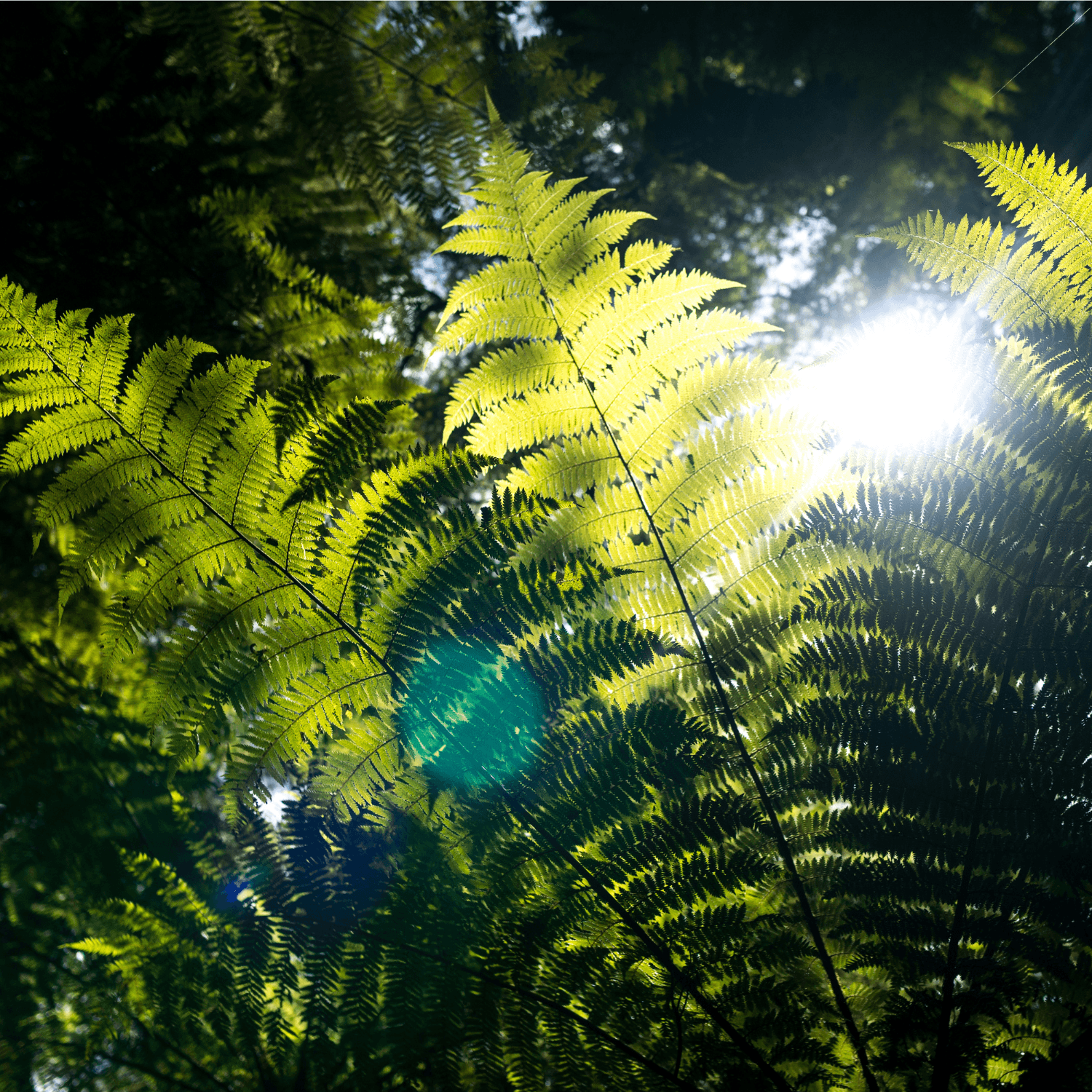Toitu Envirocare — Business Consultants in Christchurch