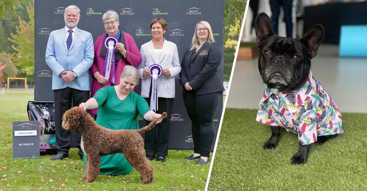 The Dog Groomer — Dog Groomers in Christchurch