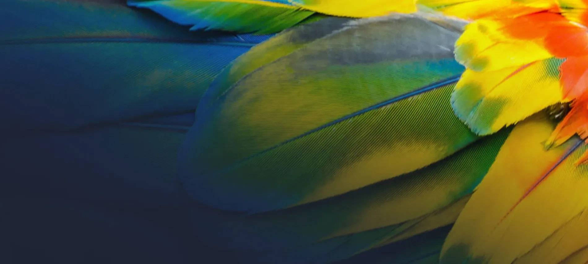 Toby Rutter Digital — Website Designers in Whakatāne