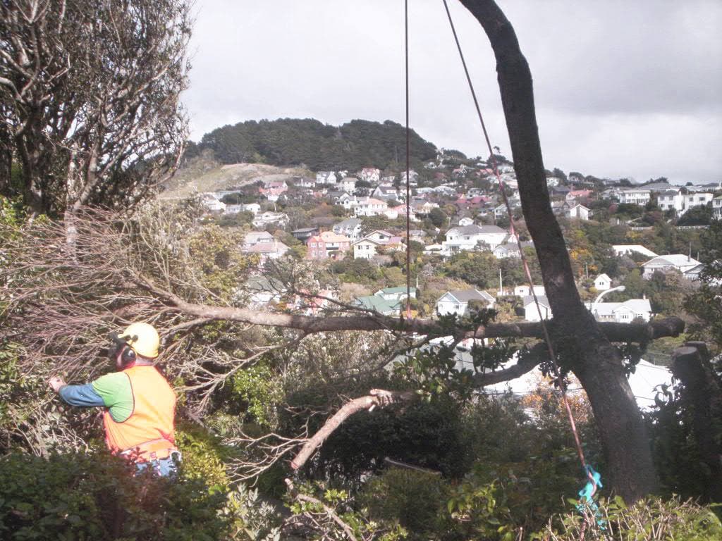 Harbour City Tree Care — Arborists in Wellington