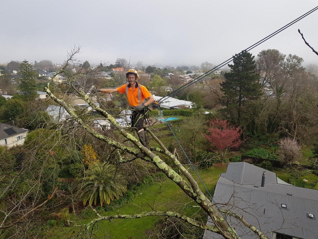 Guardian Tree Services — Landscaping Services in Palmerston North