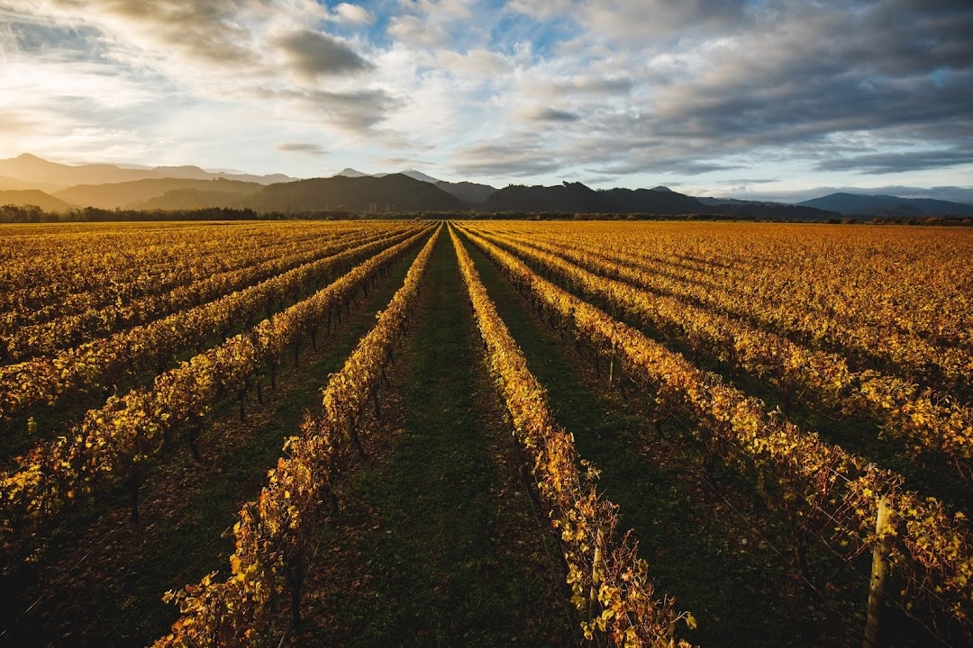 Whitehaven Wine Company — Bars in Blenheim