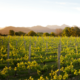 Whitehaven Wine Company