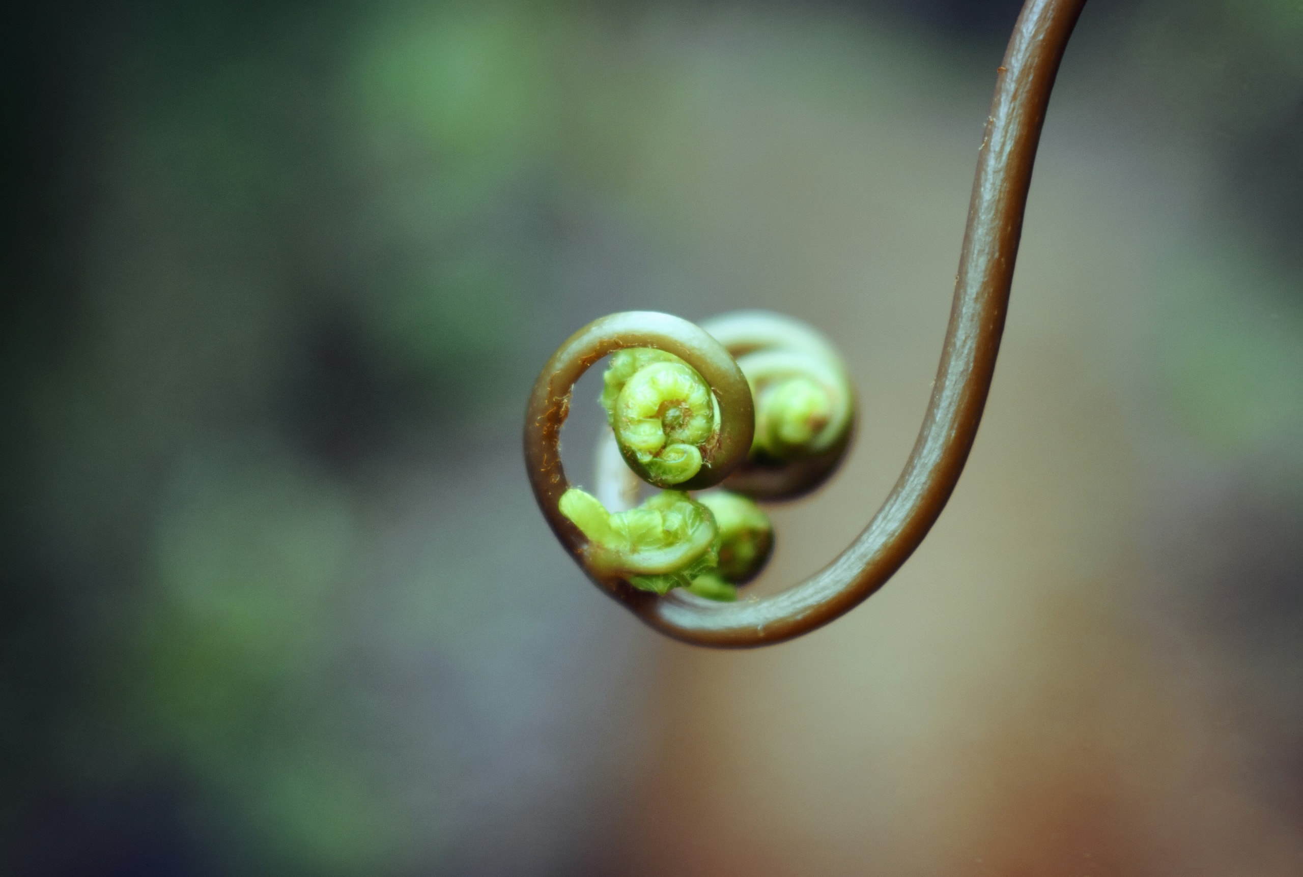 Wellness Your Way Coaching — Counselling Services in Waihou