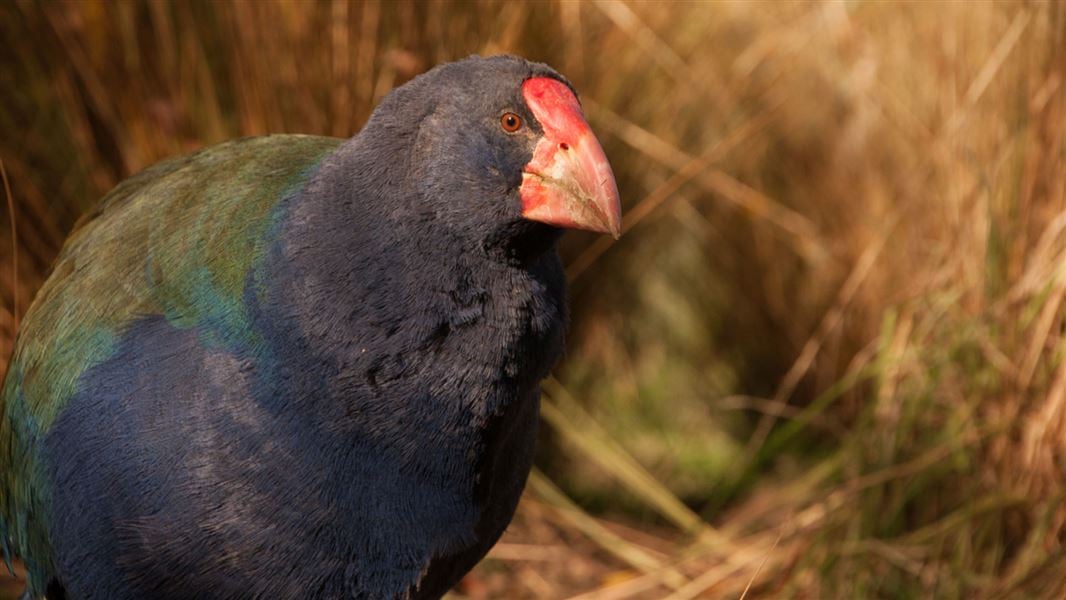 Te Anau Bird Sanctuary — Sport & Recreation in Te Anau