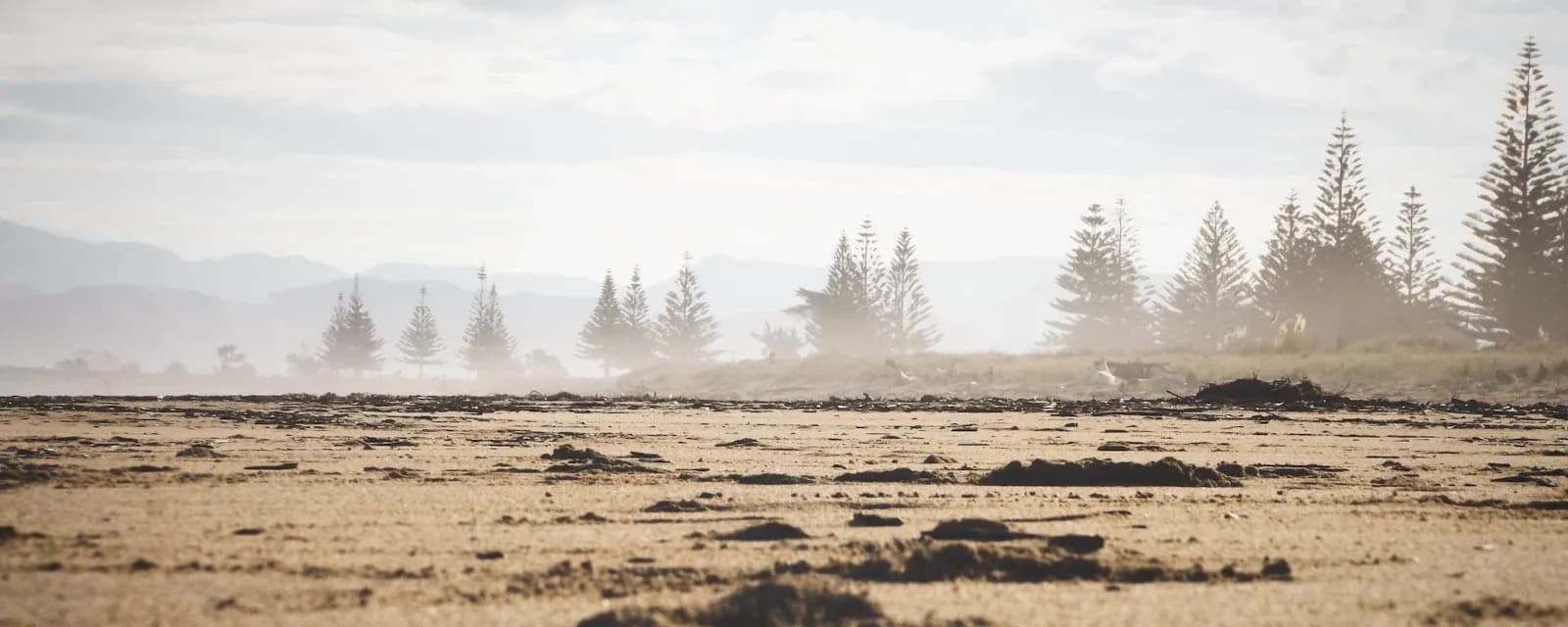 Wild Adventure — Photographers in Dunedin