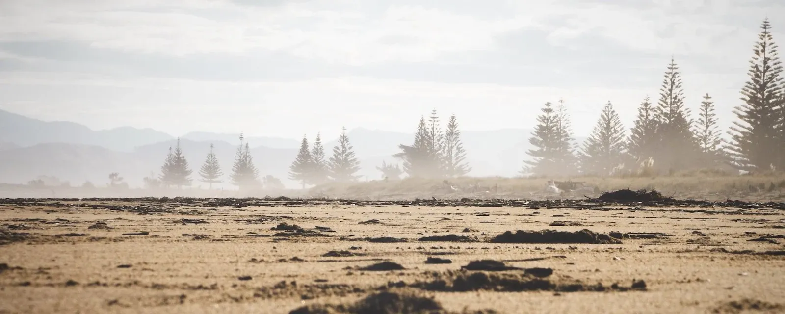 Wild Adventure — Photographers in Dunedin