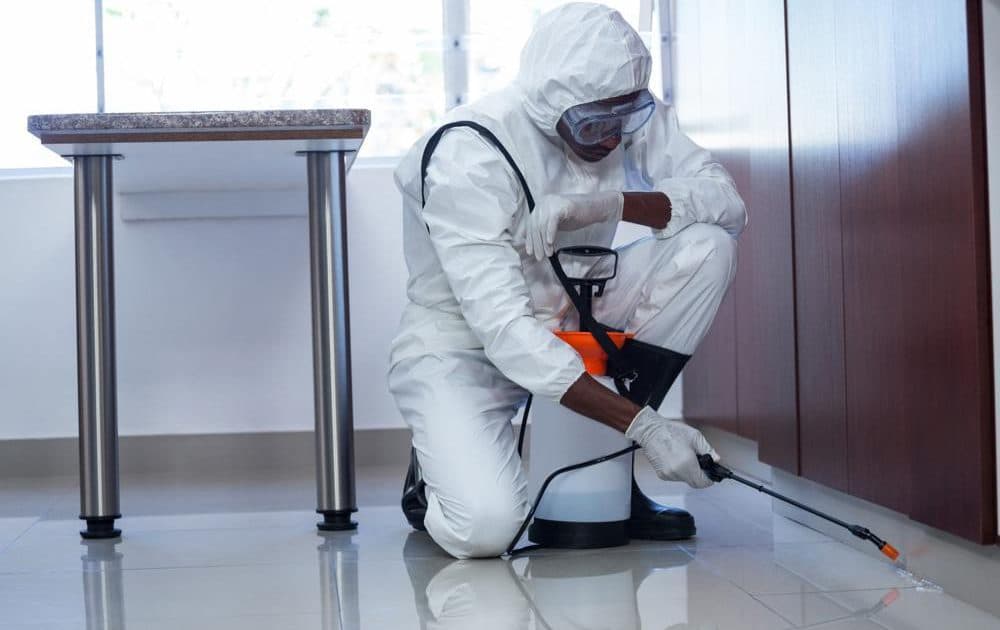 Hamilton Pest Control — Pest Control Services in Hamilton