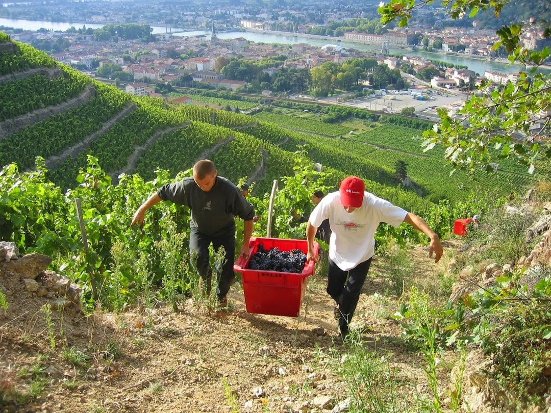 Wine Central — Food & Beverage in Auckland