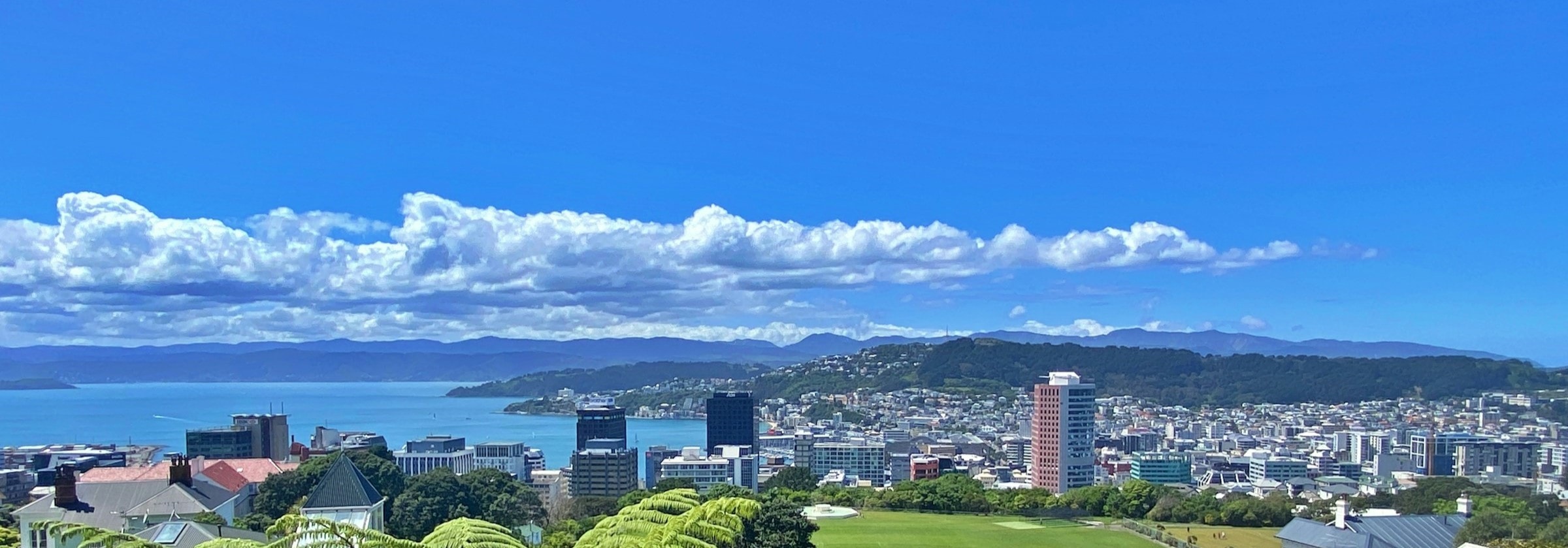 Welly Collective on Courtenay — Gift Shops in Wellington