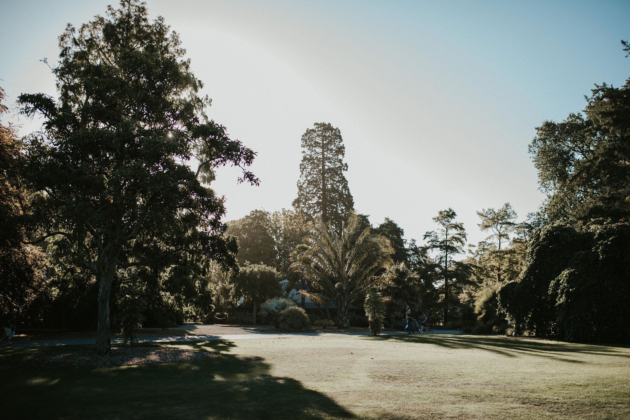 Ilex Café — Café in Christchurch